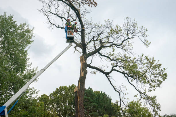 Professional Tree Services in Monument Beach, MA